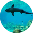 Bridget Biggin Avatar